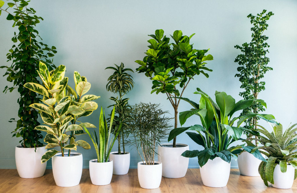 Tip For Growing Indoor Plants Masala Tv - 